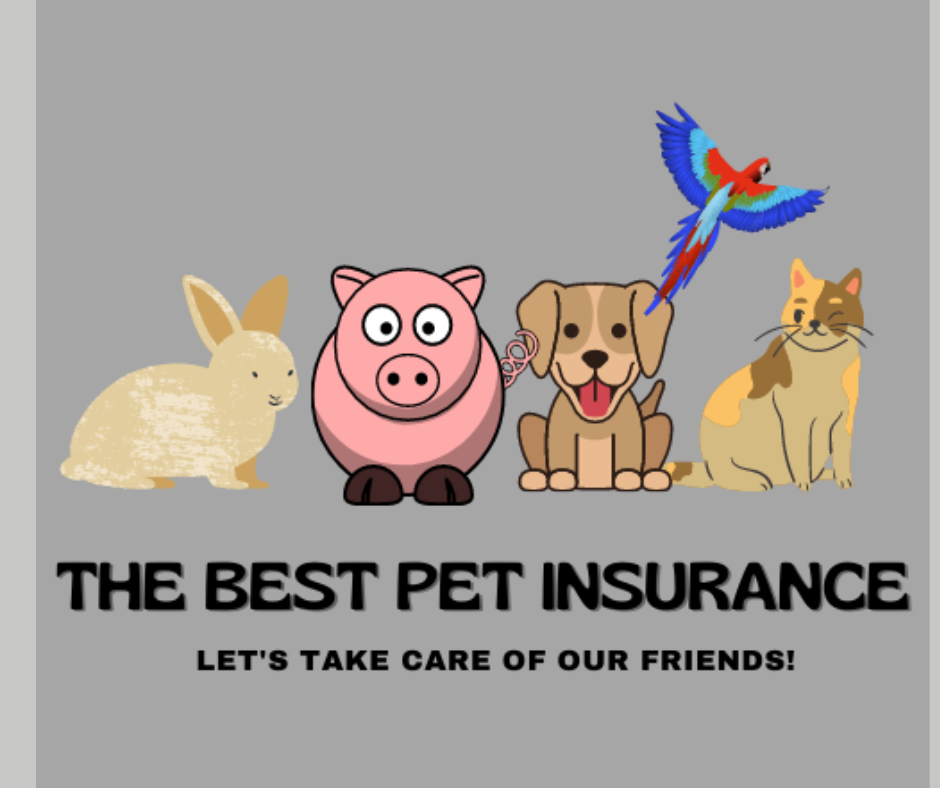 insurance for my pet, the best pet insurance, dog insurance, cat insurance, turtle insurance, insurance pricing for pets, are my pets covered under my homeowners insurance, Divide The sea, Divide the seas, dividethesea.com www.dividethesea.com,