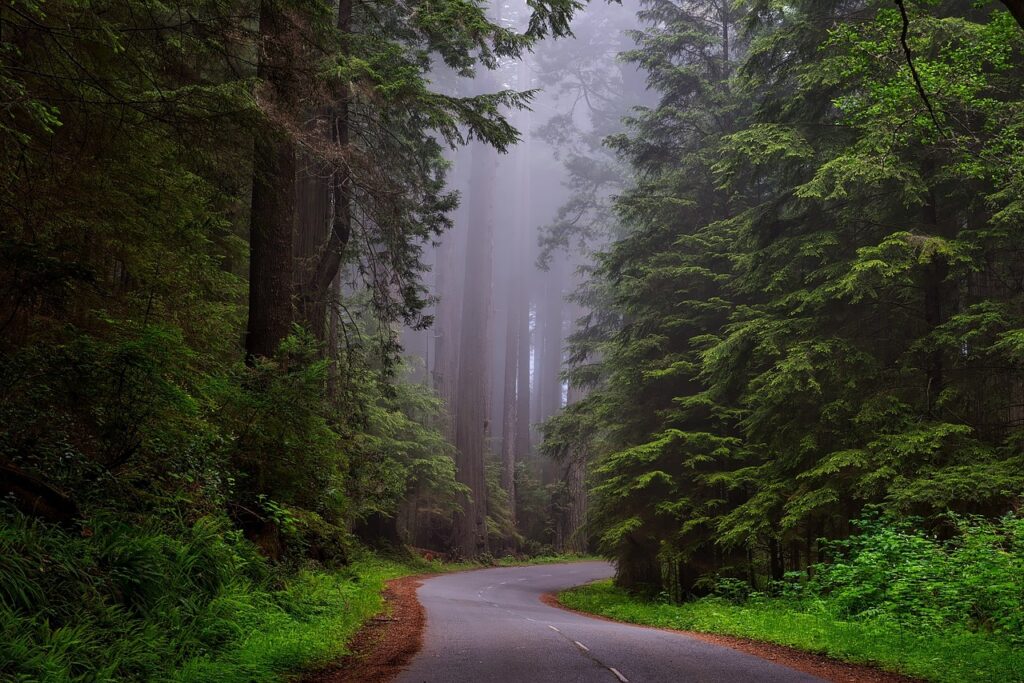 trees, fog, street-1587301.jpg