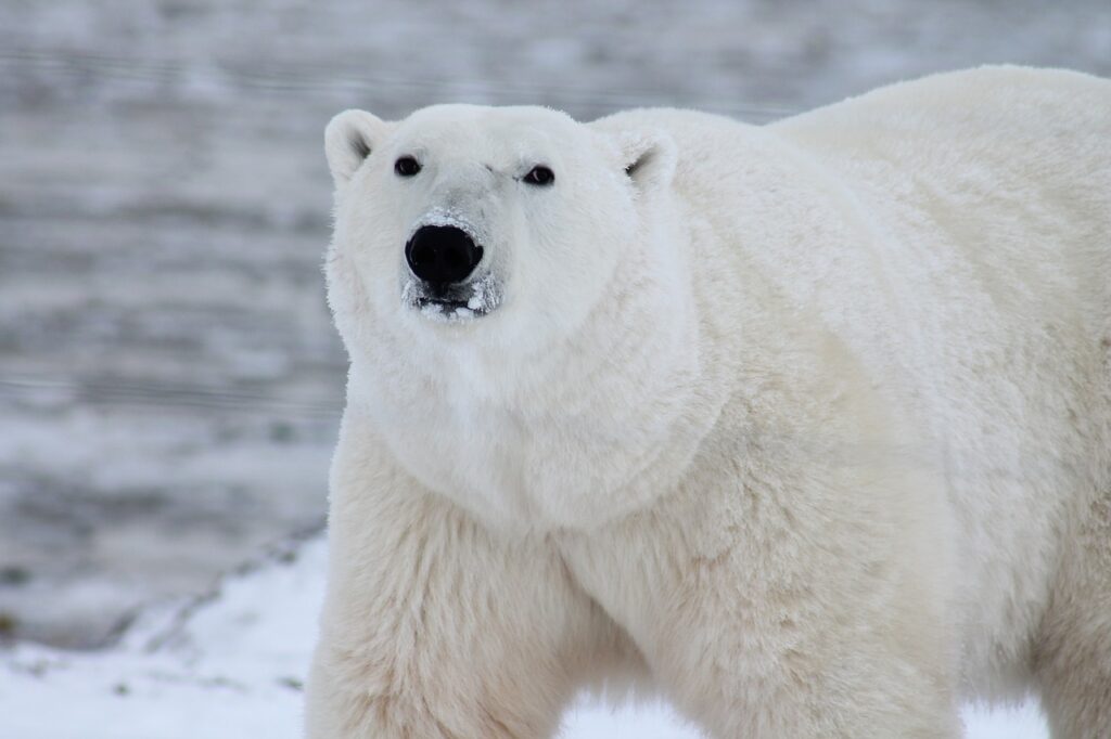 polar bear, bear, sea bear-404314.jpg